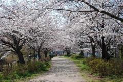 通路の両側に満開の桜の花が咲き誇る木々が立ち並んでいる実籾本郷公園内の写真