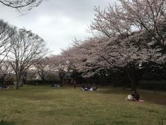 芝生が広がる広場の周囲を満開の桜の花が咲いている鷺沼城址公園内の写真