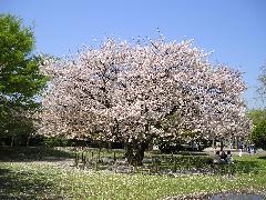 満開の桜の花が咲いている一本の大きな桜の木の写真
