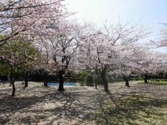 園内に満開の桜の花が咲いている谷津公園の写真