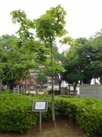 低い垣根に囲まれた永遠(とわ)の木が平和の広場に植樹されている写真
