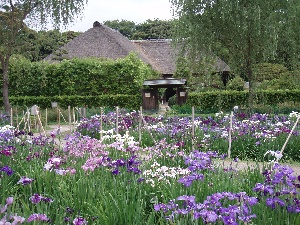 紫色や薄紅色をしたショウブの花が咲いている奥に建つ旧鴇田家住宅の写真