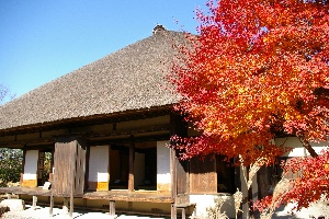 葉っぱが鮮やかな紅色に染まったイロハモミジの木が古民家の横に立っている写真