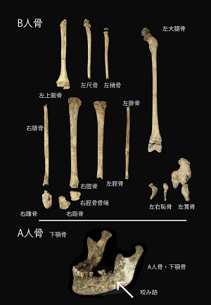 B人骨の上腕骨、大腿骨、腓骨脛骨、恥骨、下顎骨等の骨の写真