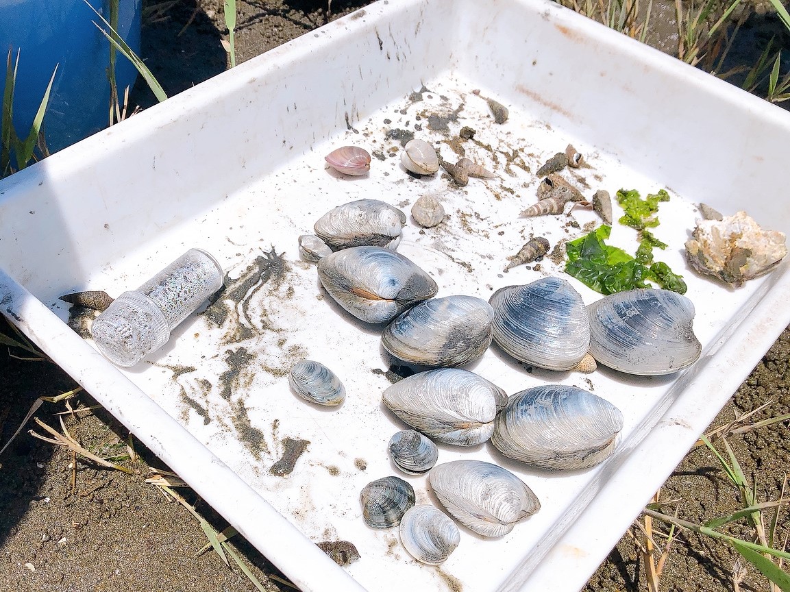 採取した生き物や貝