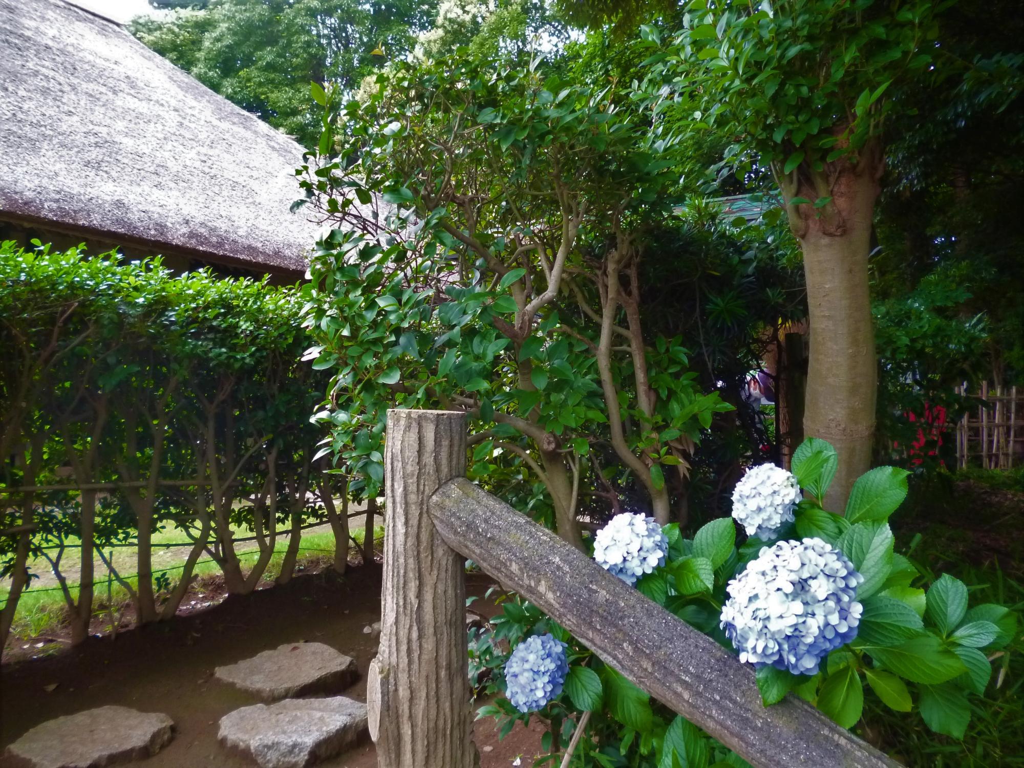 旧大沢家住宅の紫陽花