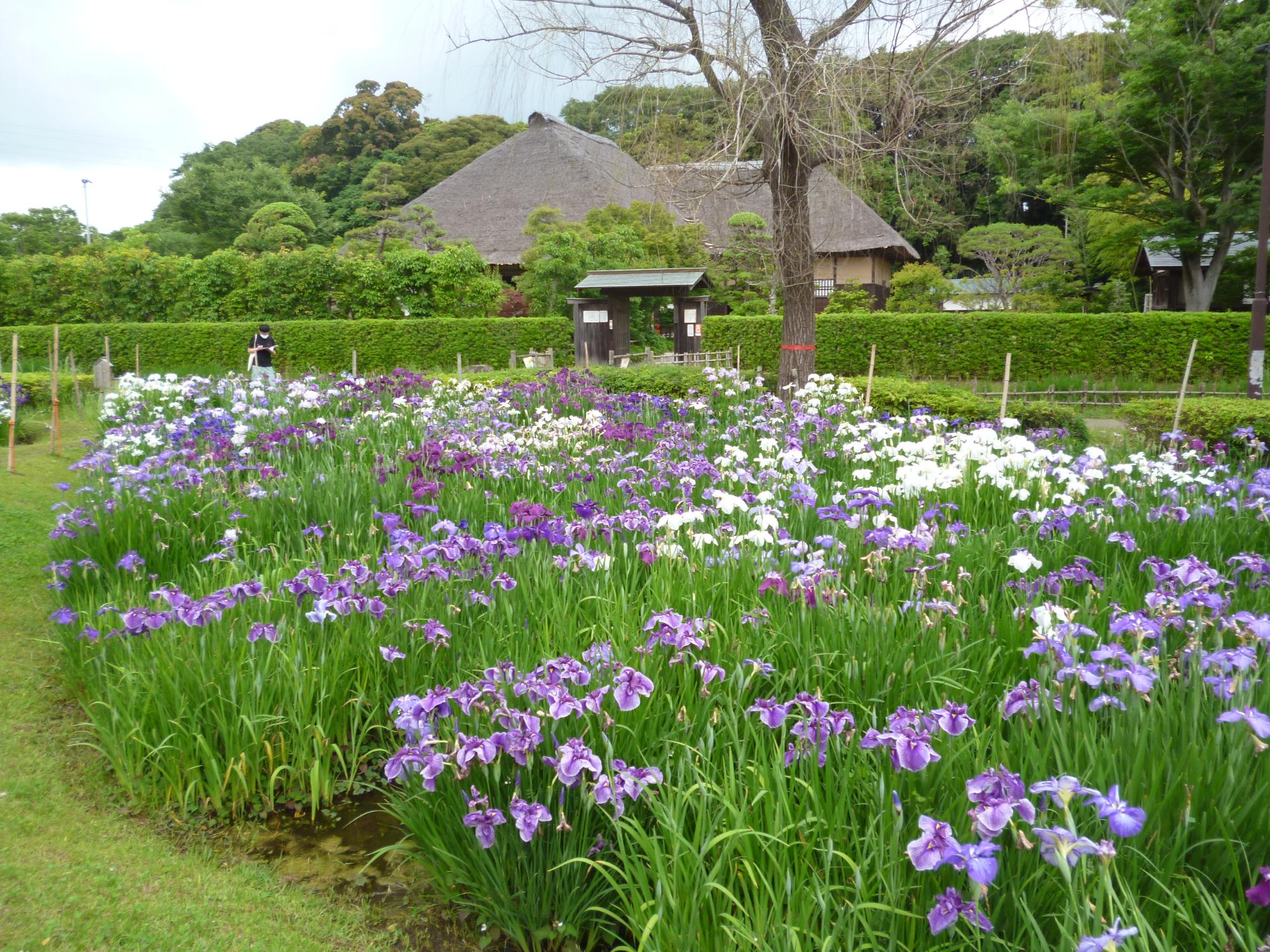 花菖蒲