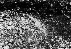 大量の貝殻の中からウシの骨が見つかった出土状況の白黒写真