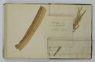 蛇の抜け殻のページが開いてあるエーリッヒ・カウルの日記の写真