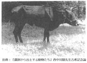 草原にいる牛の白黒写真