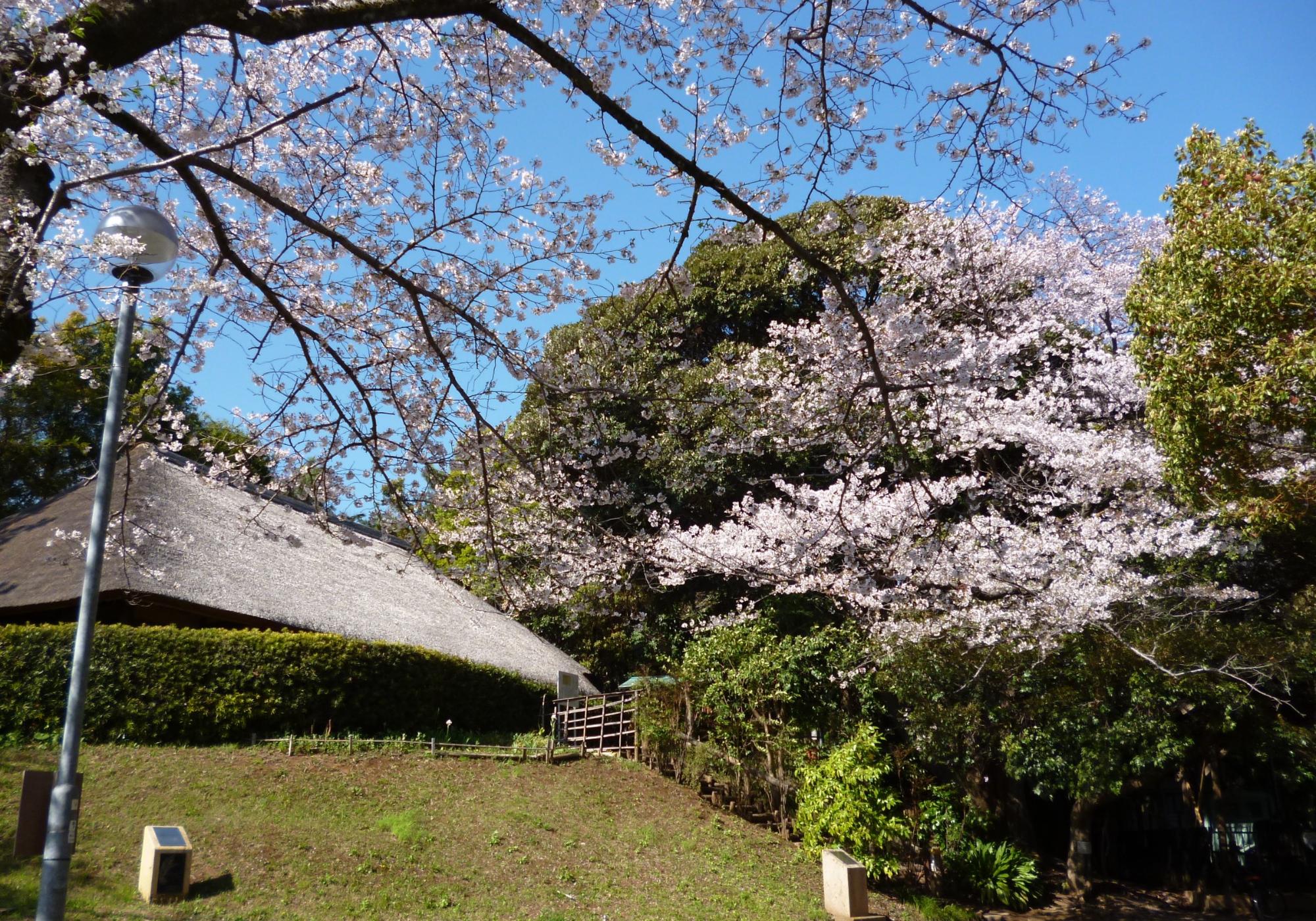 桜が旧大沢家住宅と木曽森林鉄道王滝線を取り囲んでいるかのようなパノラマ的風景