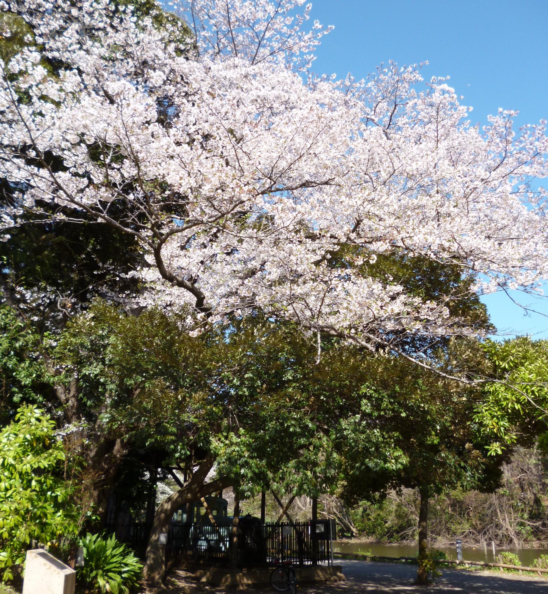桜が木曽森林鉄道王滝線を取り囲んでいるかのようなパノラマ的風景