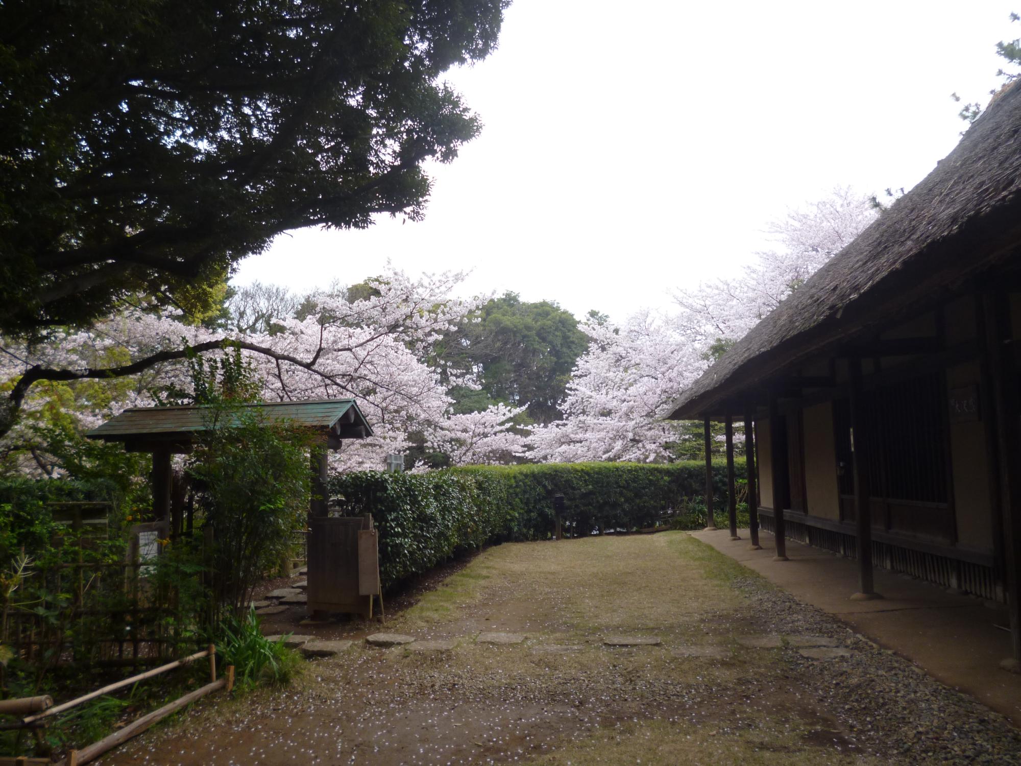 旧大沢家住宅と桜