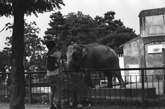 来園者がインドゾウをフェンスの外から見ている白黒写真