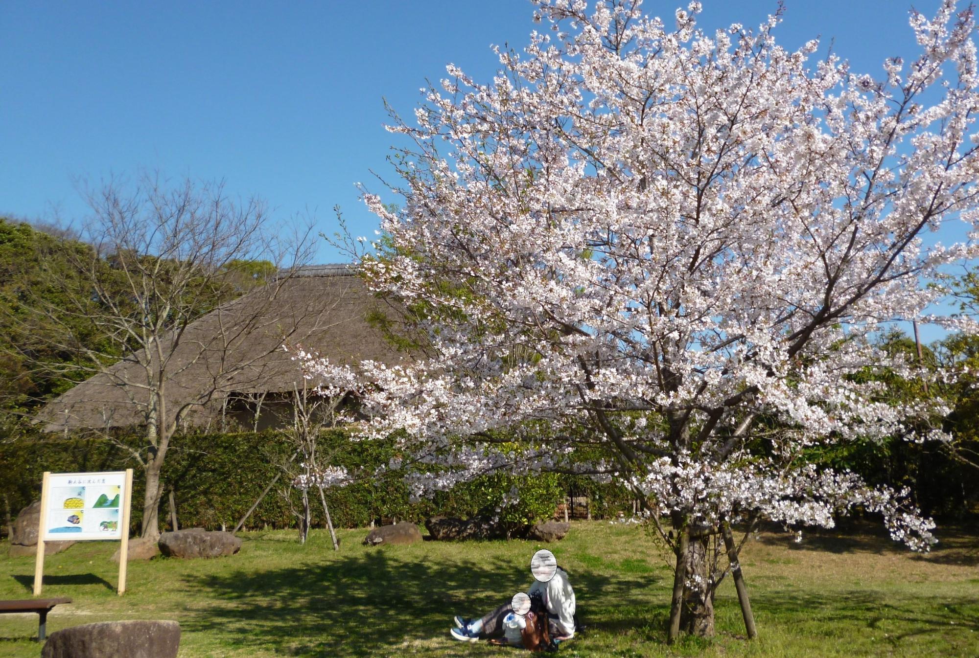桜が旧鴇田家住宅を取り囲んでいるかのようなパノラマ的風景