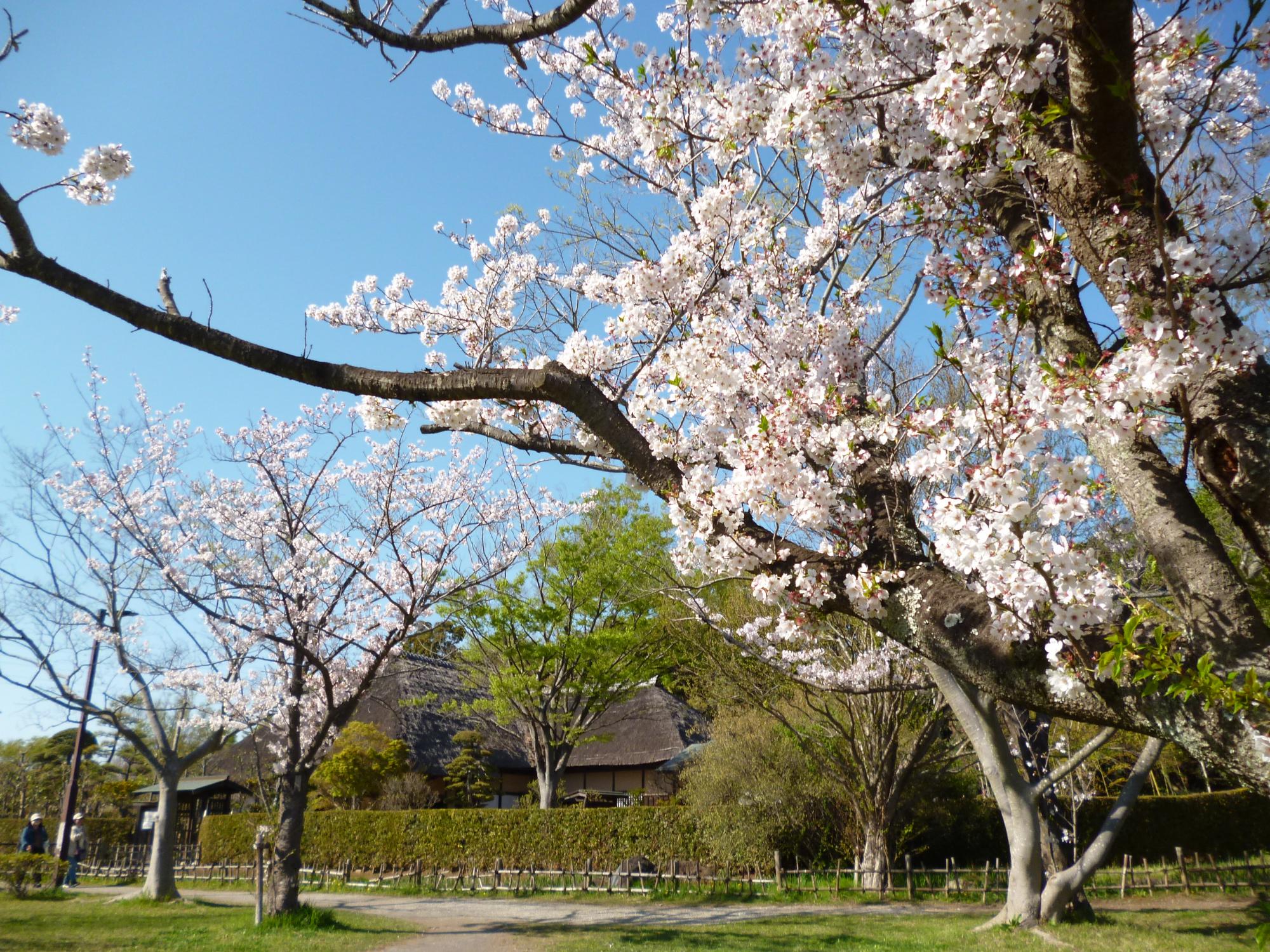 桜が旧鴇田家住宅を取り囲んでいるかのようなパノラマ的風景