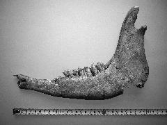 メジャーで大きさを測定している出土したウシの左下顎骨の白黒写真