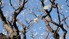 梅の木の枝にに白い梅の花が咲いている写真
