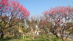 梅林園の梅の花が咲き始め赤く色づいている写真