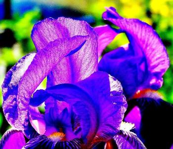 濃い紫色をしたアヤメの花をアップで写した