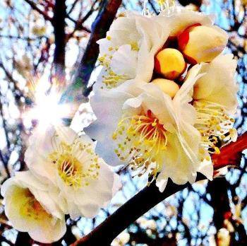 白い梅の花と蕾をアップで写した写真