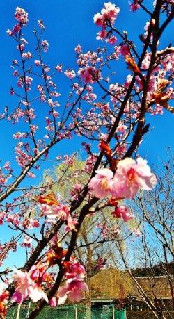 青空をバックに咲いている桜の写真