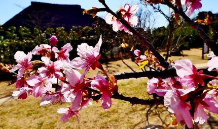 ピンク色の花が咲いている桜の木を写した写真