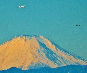 晴天の日の富士上空を飛んでいる飛行機と海鳥の写真
