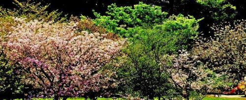 木々に交じってピンク色の花を咲かせた八重桜の写真