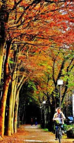 紅葉に染まる菊田遊歩道を自転車で通過していく人の写真