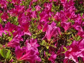 沢山の鮮やかなピンク色のツツジが咲いている写真