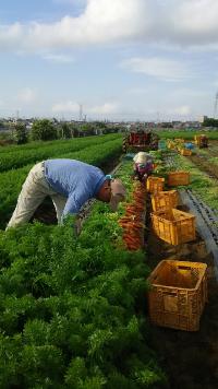 にんじんの葉を掴み抜こうとしている織戸さんの写真