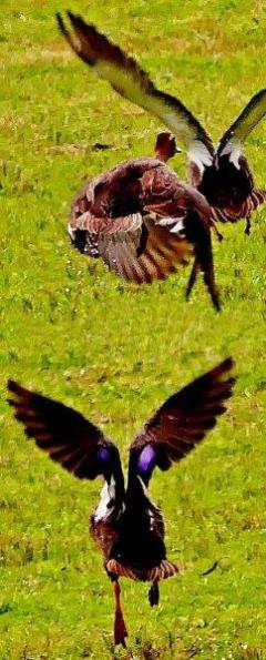 カルガモが大きく羽を広げ飛び立つ様子を後方から写した写真