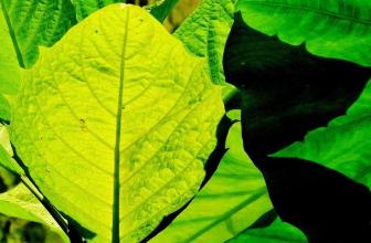 青々とした葉が重なり黄緑色の葉の葉脈が見える木漏れ日浴びる抽象絵画