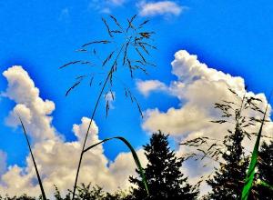 爽やかな晴天のなか、長い穂を付けたセイバンモロコシを下から写した写真