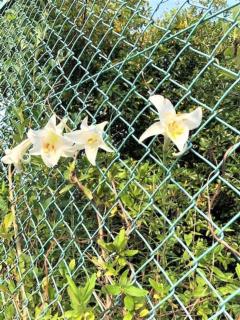 フェンス際から顔を出しているタカサゴユリの花の写真