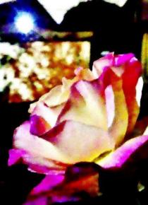 全体が白く、花びらの先がピンク色をした一輪のバラのアップ写真