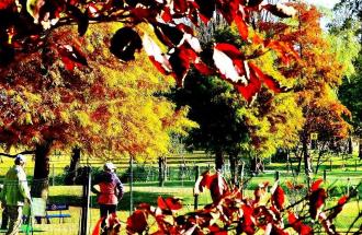 黄色や赤に紅葉したパークゴルフ場の木々を写した写真