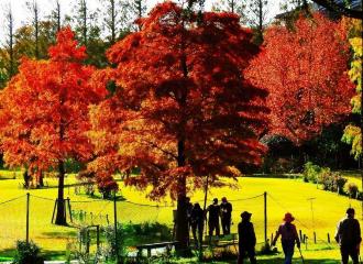 緑の芝に赤く紅葉したラクウショウの木々が映えている写真