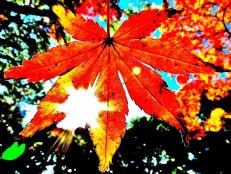 1枚の赤く紅葉したもみじの葉の奥から太陽の光が差し込んでいる写真