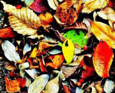 色とりどりの落ち葉が地面に広がっている写真