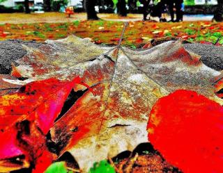 地面に落ちた赤や茶色の落ち葉を地面の高さから写した写真