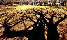 地面に大きく伸びている木の影を写した写真