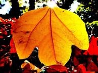 黄色く紅葉した葉をアップで写した写真