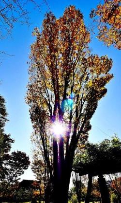 黄色に紅葉した背の高い木の枝の間から太陽のの光が指している写真