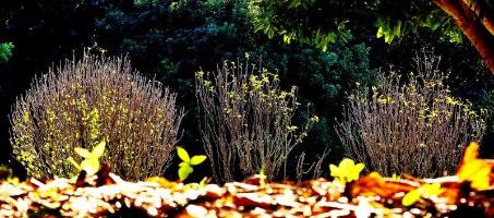 手前に落ち葉、奥の葉がほとんど散った植物に陽がさしている写真