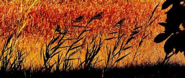 手前の影で黒く写っている数本の草と、奥のオレンジ色に紅葉した沢山の草のコントラストが美しい写真