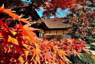 赤く色づいた紅葉の葉の奥に旧鴇田家が写っている写真