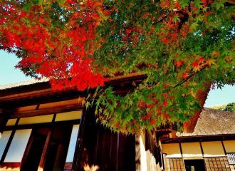 下から上を見上げるように写した旧鴇田家と赤く色づき始めた紅葉の葉の写真