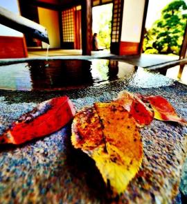 水鉢の淵に赤や黄色に色付いた葉っぱが置かれている写真
